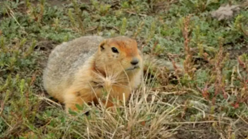 Frozen Squirrel Poop Reveals 700,000-Year-Old Arctic Ecosystem Secrets