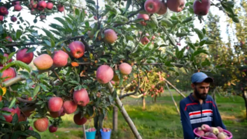 Fruit Fall in Kashmir Orchards Prompts Probe Into Apple Supply Chain