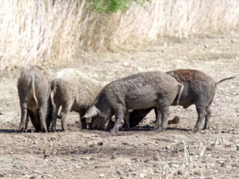 Fukushima's Feral Pigs Reveal Surprising Genetic Patterns After 2011 Disaster