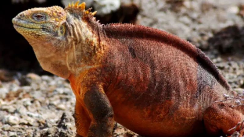 Galápagos Land Iguana: Ecosystem Engineer of the Archipelago