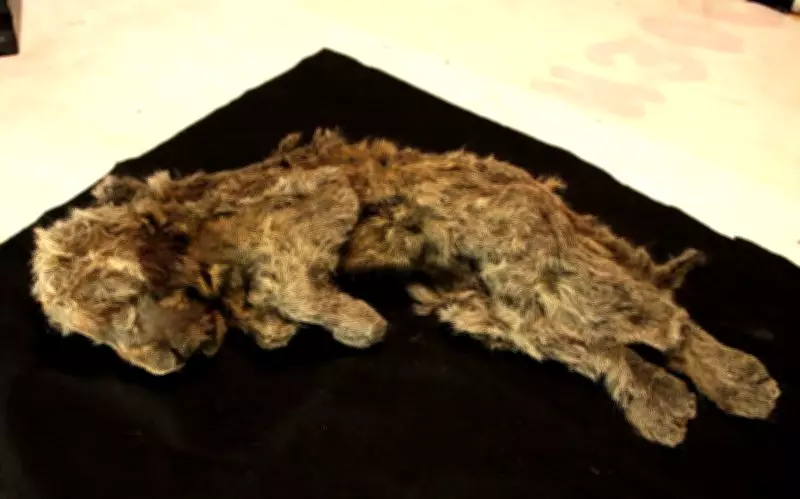 Genome Study Reveals What Made Extinct Ice Age Cave Lion Unique Among Big Cats