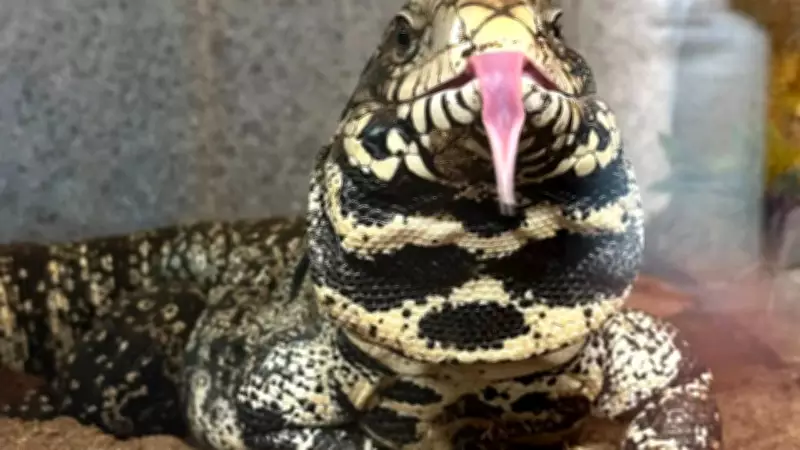 Georgia Wildlife Officials Urge Public to Trap and Kill Invasive Argentine Tegus