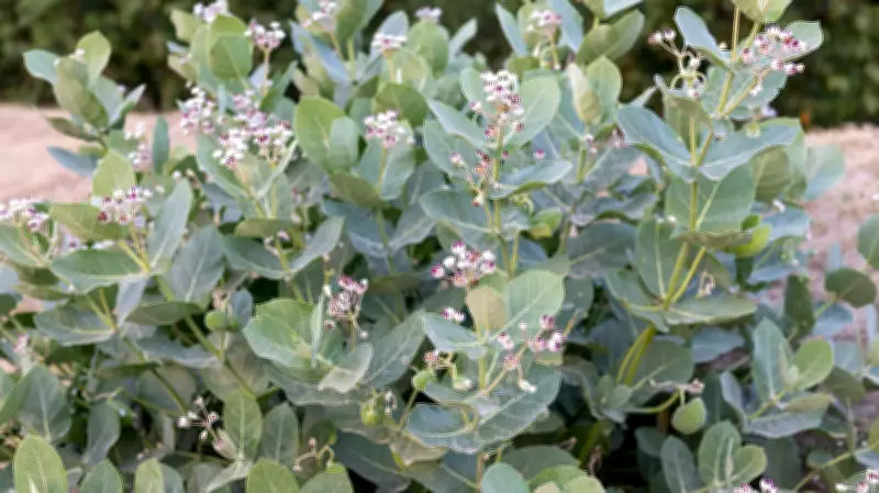 Giant Milkweed: The Weed That Earns Its Keep at Navilu Kaadu