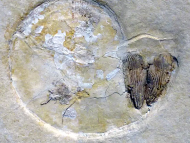 Giant Reef Fossils Discovered in Spanish Quarry Blast Reveal Ancient Ocean Ecosystem