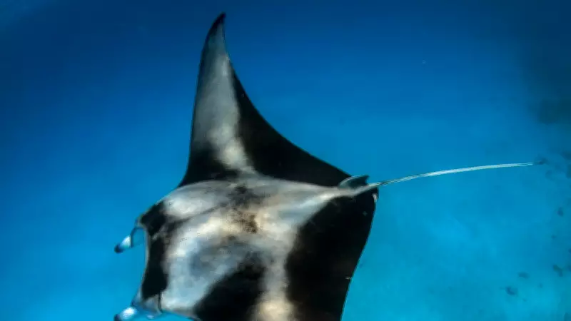 Gliding with Manta Rays in the Waters of Maldives