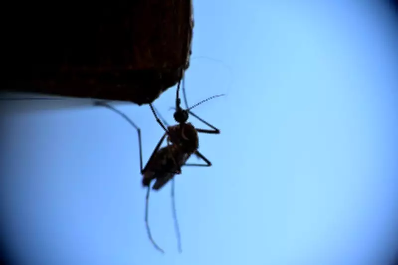 Google's Debug Program Seeks EPA Nod to Release 32 Million Wolbachia Mosquitoes