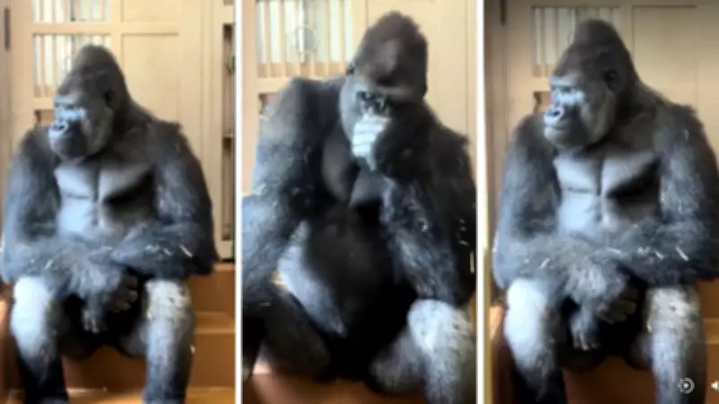 Gorilla Kiyomasa's Human-Like Reaction After Argument Goes Viral