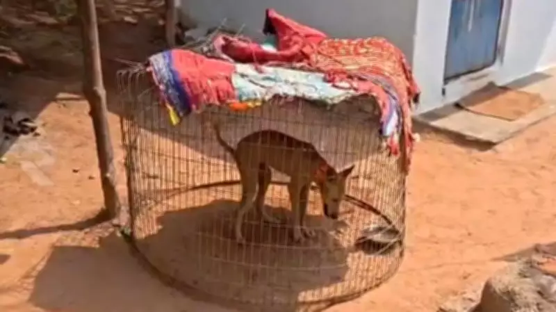 GPS-Fitted Dog Dies, Setback in Search for Missing Girl in Andhra