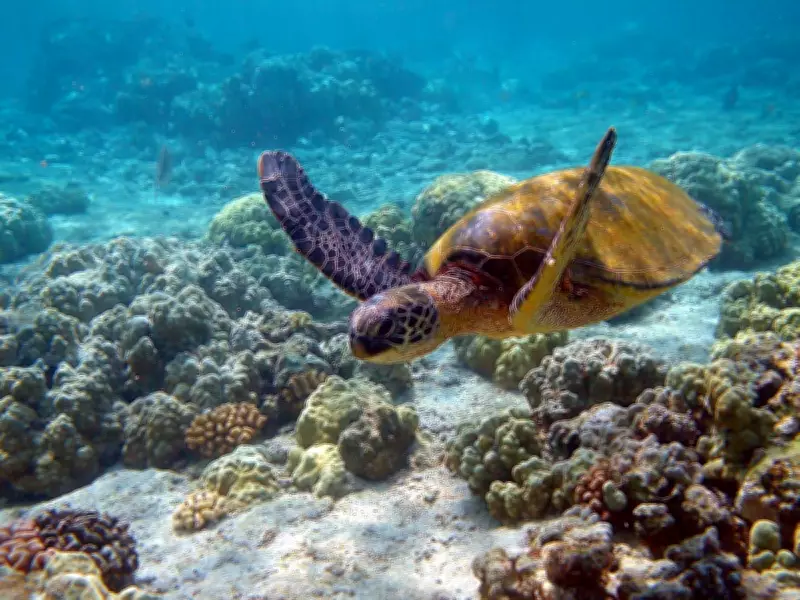 Graffiti-Like Marks on Sea Turtles Spark Citizen Science Conservation Effort