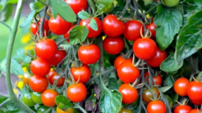 Grow a Salad Bowl on Your Balcony: 8 Plants That Keep Producing for Months
