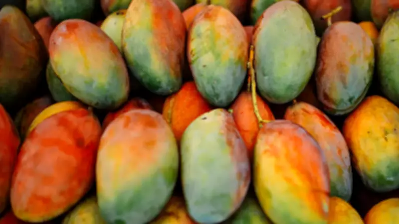 Grow Rare Baramasi Mangoes on Your Balcony in 9 Months