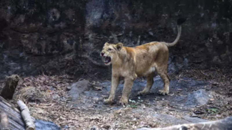 Gujarat: Lioness Kills 5-Year-Old, 5th Fatal Attack in a Month