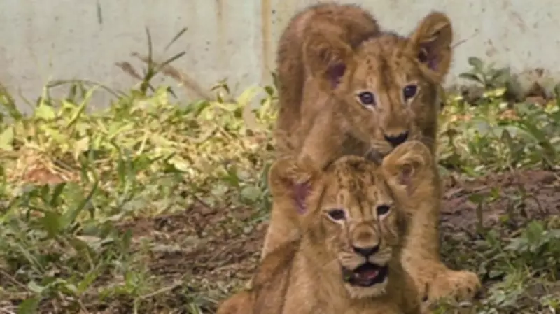 Gujarat Minister Says Lion Cub Deaths Due to Heat, Not Babesia