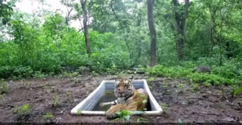 Gujarat's Lone Male Tiger to Get Female Companion After Rains