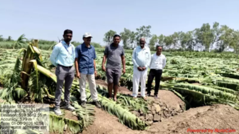 Hailstorms, Winds Damage Fruit Crops in Pune District, Farmers Worried
