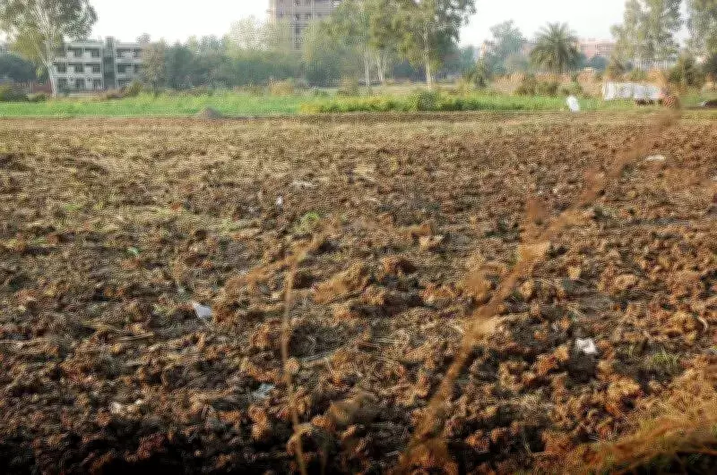 Haryana Land Dispute: 1,394 Acres Vested with State, Commissioner Orders Fresh Adjudication