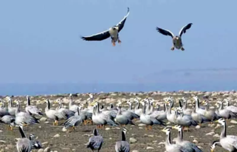 Haryana Launches First AI-Driven Digital Bird Census at Sultanpur Park