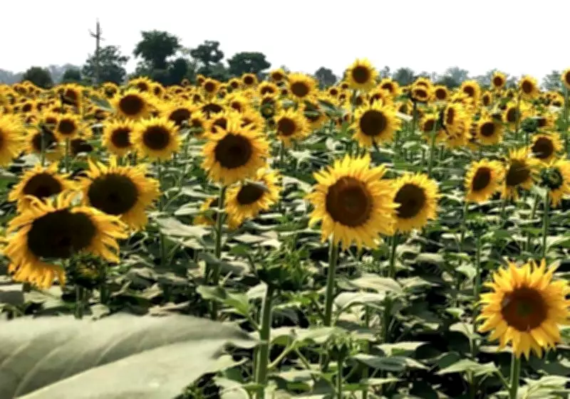 Haryana Reopens Sunflower Procurement Portal for 60 Days, CM Announces Green Initiatives