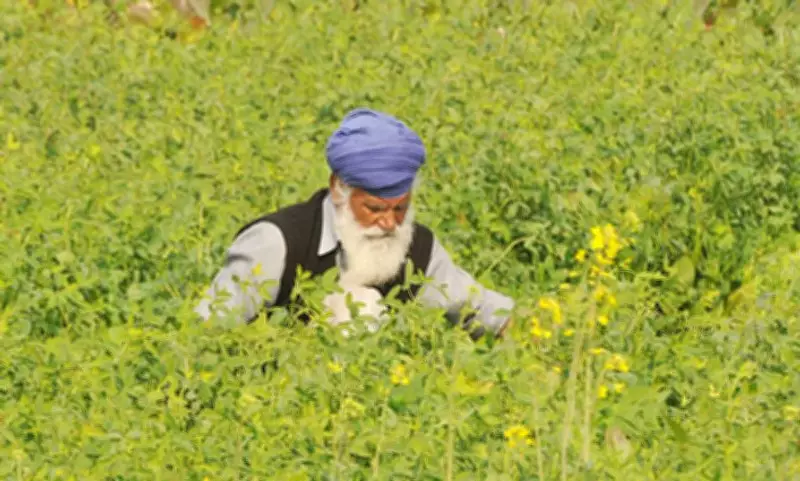 Haryana Sunflower Seed Row: High Court Issues Notices, Seeks Govt Intervention
