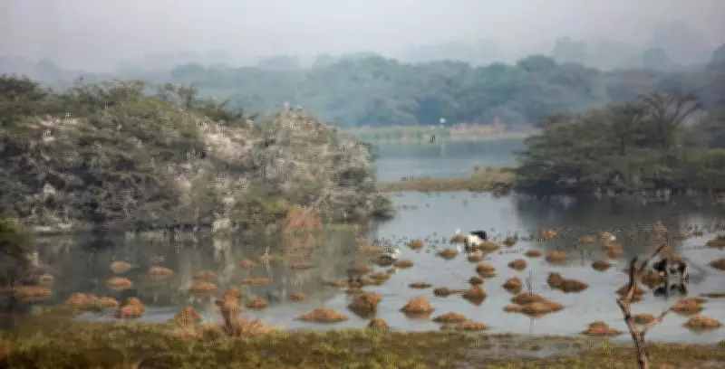 Haryana to Develop Bird-Watching Tourism Circuit Linking Key Avian Habitats