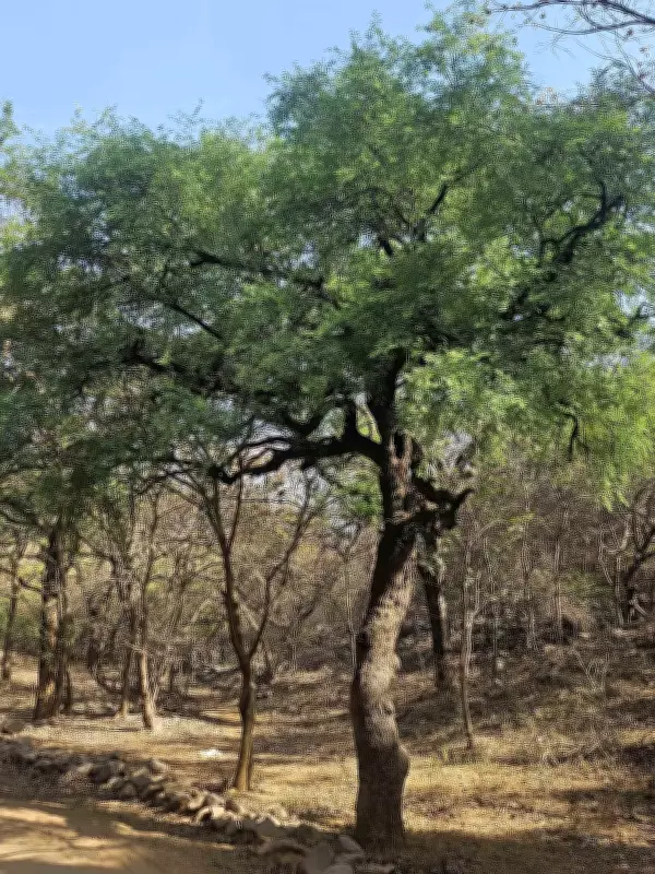 Haryana to Pay Farmers Up to Rs 1,000 Per Tree for Conserving Indigenous Species
