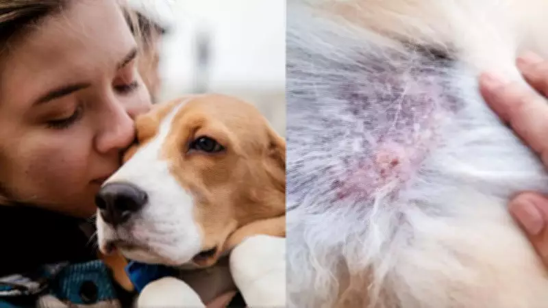 Heartworm Disease in Pets: Symptoms, Treatment, and Prevention Guide