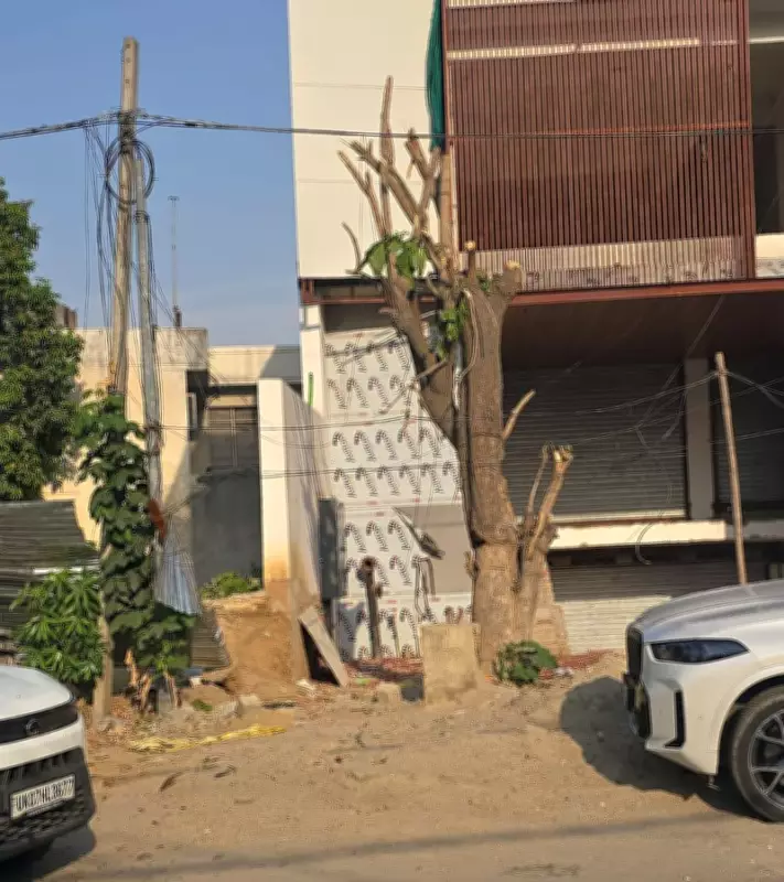Heritage tree in Jalandhar's Model Town reduced to trunk, activist seeks FIR