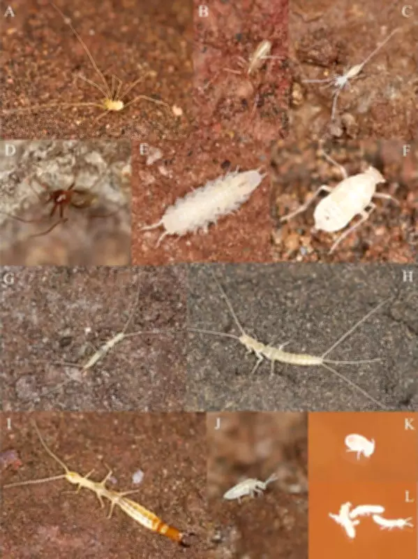 Hidden Ecosystem Discovered Beneath Patagonia's Arid Plains in Cave System