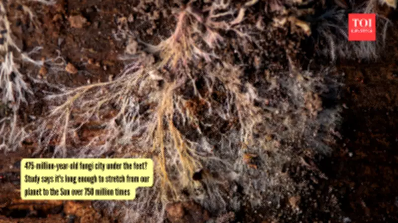 Hidden Fungal Network Beneath Our Feet Stretches 750 Million Times to Sun
