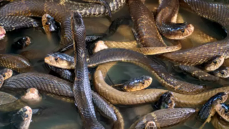 Highly Social Snakes: Why Seeing One Often Means More Are Nearby