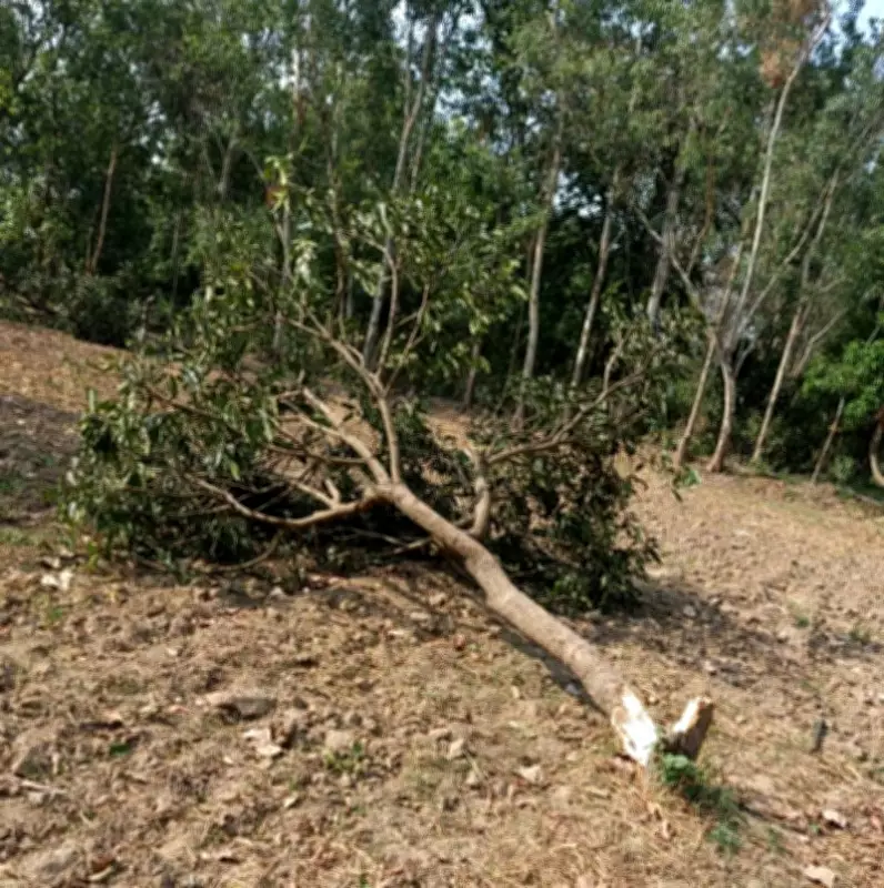 Himachal Farmers Lose Crops to Elephants, No Insurance Relief