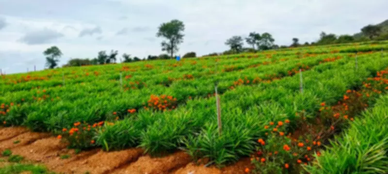 Himachal Horticulture Sector Set for Export Push, Says Commerce Ministry
