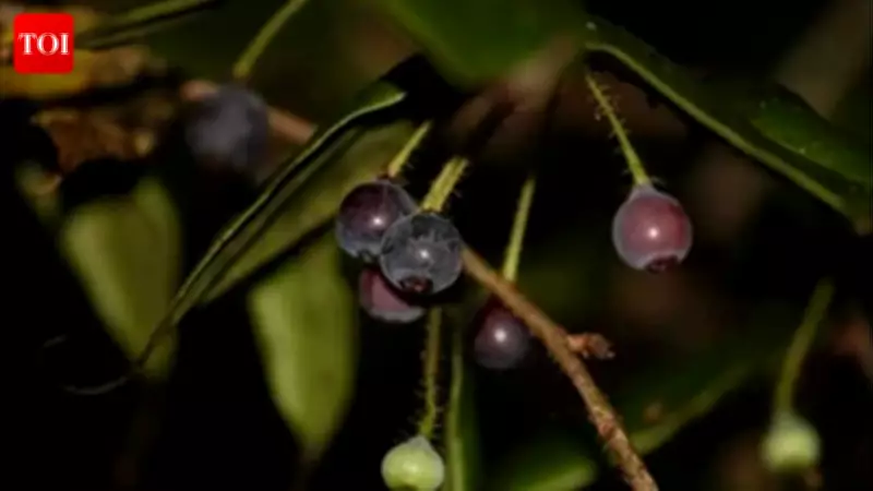 Himalayan Blueberry Rediscovered in Arunachal After 188 Years