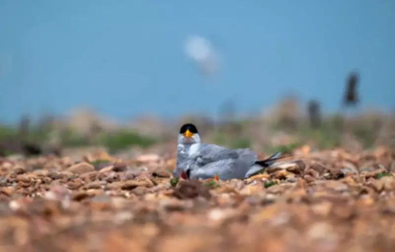 Hirakud Wetland Sees Surge in Summer Bird Nesting, 19 Species Recorded