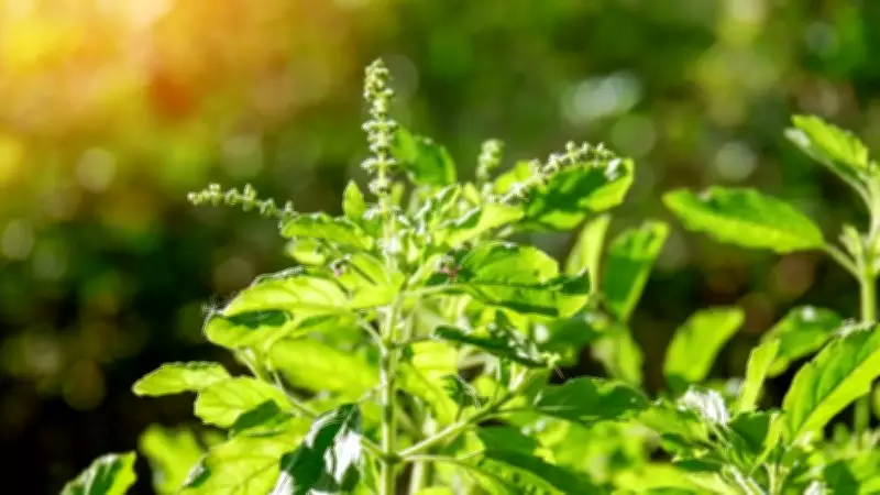 Holy Basil (Tulsi): The Queen of Herbs for Stress, Immunity, and Health