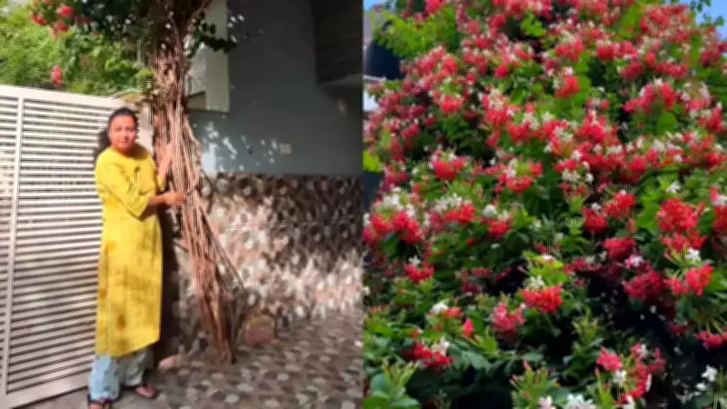 Homeowner's Genius Trick Saves Vine During Driveway Renovation