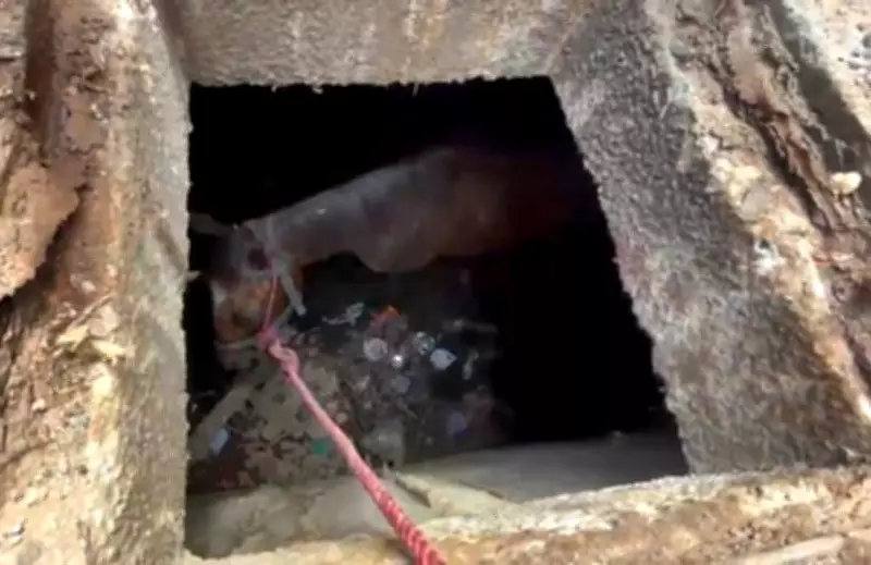 Horse Falls Into Vadodara Stormwater Drain, Rescue Sparks Safety Concerns