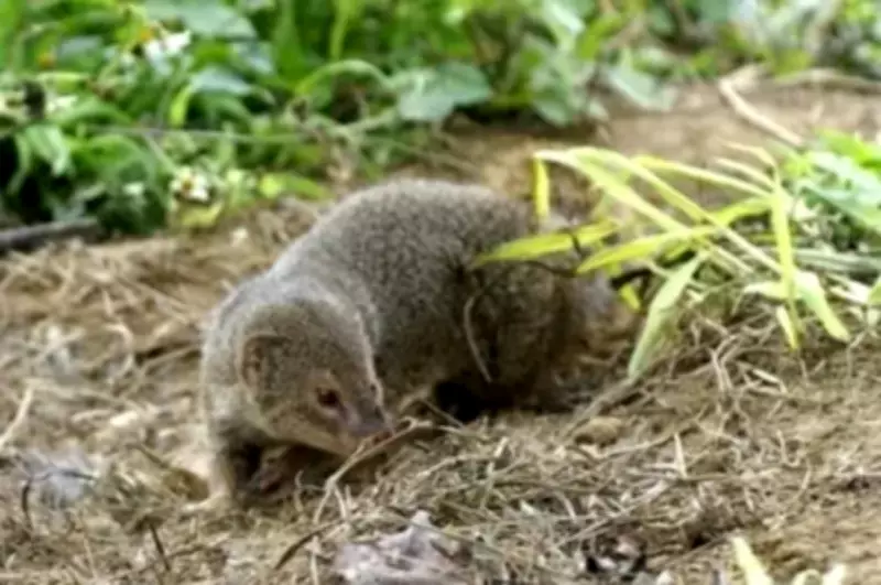 How a Well-Intentioned Mongoose Introduction Devastated a Japanese Island's Ecosystem