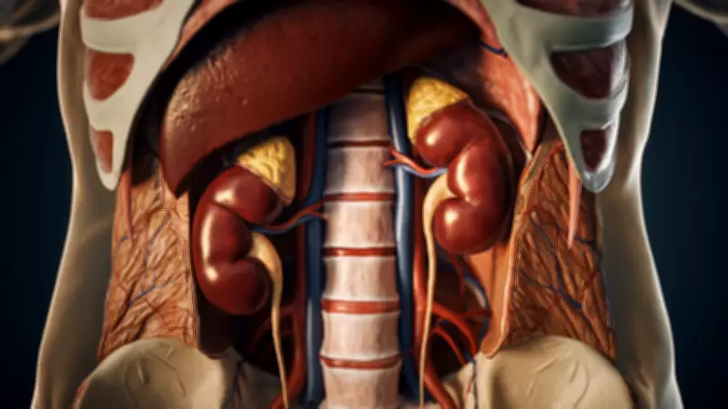 How Dehydration Strains Kidneys: Risks of Stones, Infections, and High Blood Pressure
