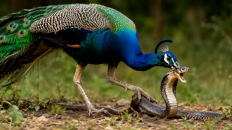 How Peacocks Survive Snake Venom: Speed, Feathers, and Strategy