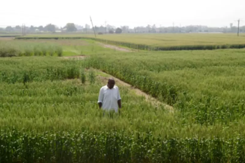 How Precision Tech and Organic Carbon Are Reviving Haryana’s Agriculture