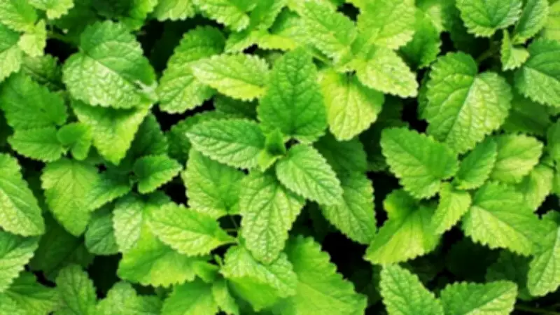 How to Grow Pudina at Home: Step-by-Step Guide for Beginners