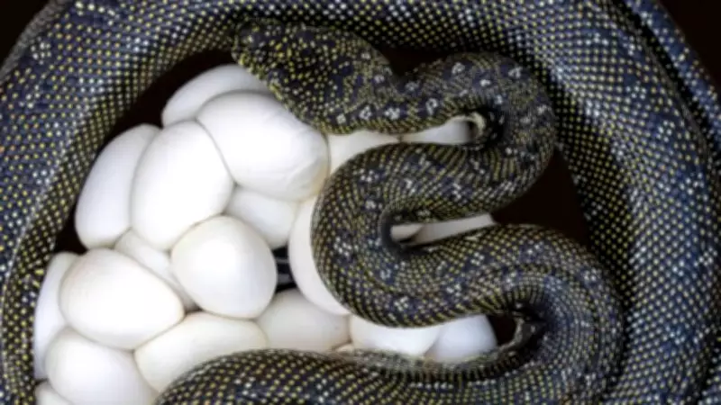 How to Identify Snake Eggs: 7 Signs to Tell Them Apart from Other Reptile Eggs