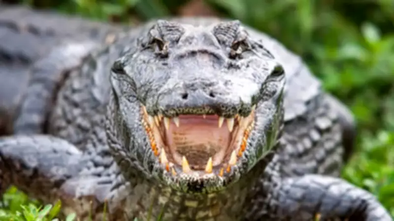 How to Tell a Crocodile from an Alligator: Snout, Teeth, Habitat