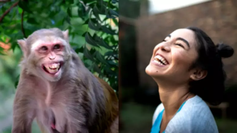 Human and Great Ape Laughter Share Similar Rhythmic Patterns