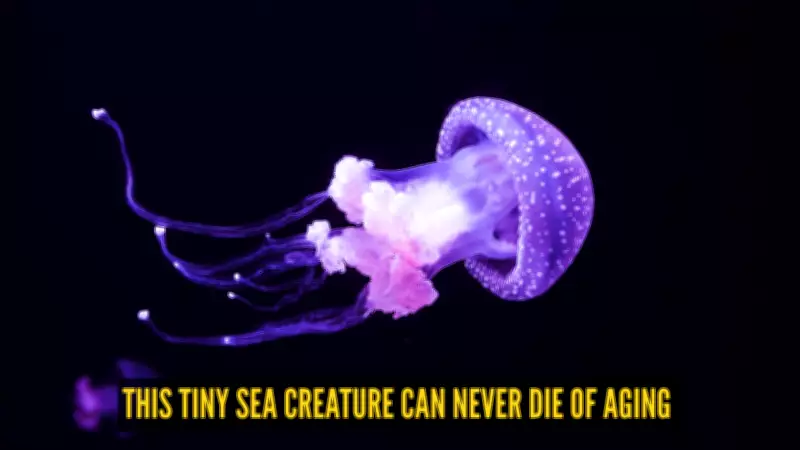Immortal Jellyfish: The Tiny Creature That Defies Aging