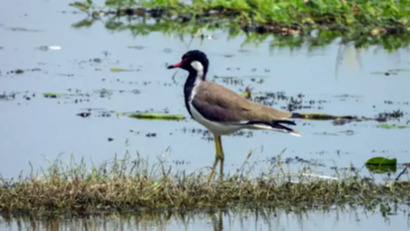 India Designates 100th Ramsar Site: Jai Prakash Narayan Bird Sanctuary