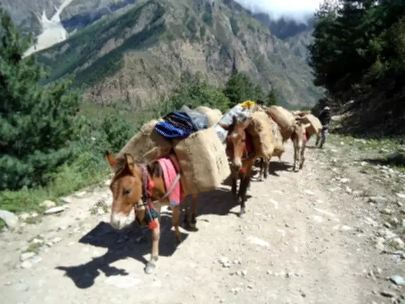 India-Tibet border trade resumes via Lipulekh Pass after six years, now by road