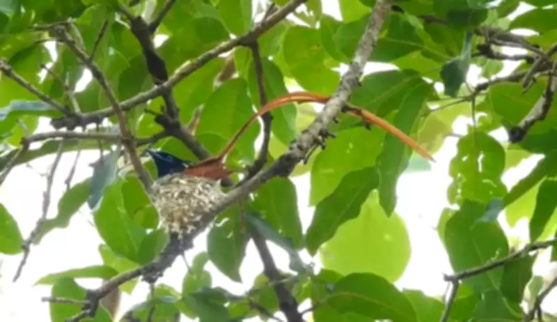 Indian Paradise Flycatchers Spotted Nesting in Chhattisgarh Tiger Reserve