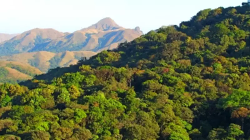 India's Forests Lose Climate Resilience, Experts Warn